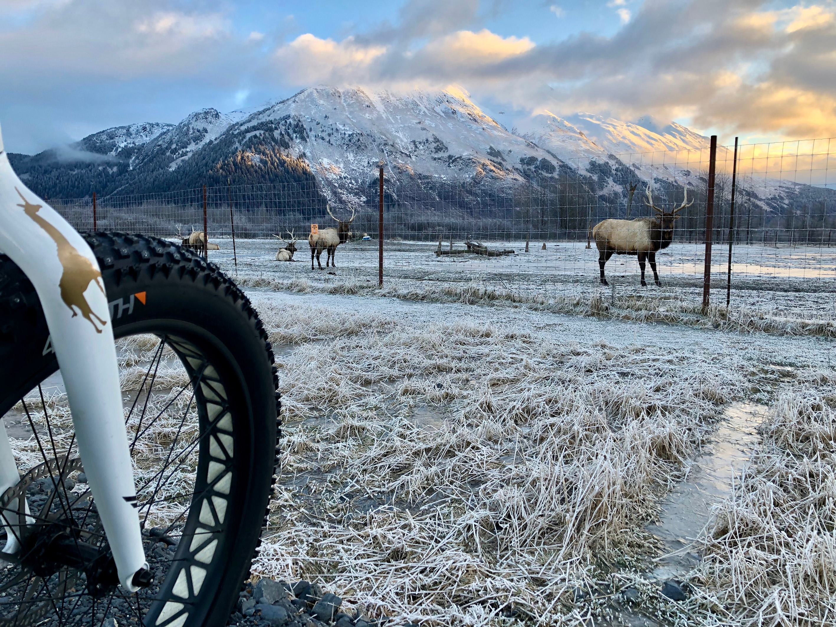 Anchorage – Welthauptstadt der Fatbikes: Ein Boom ohne Ende