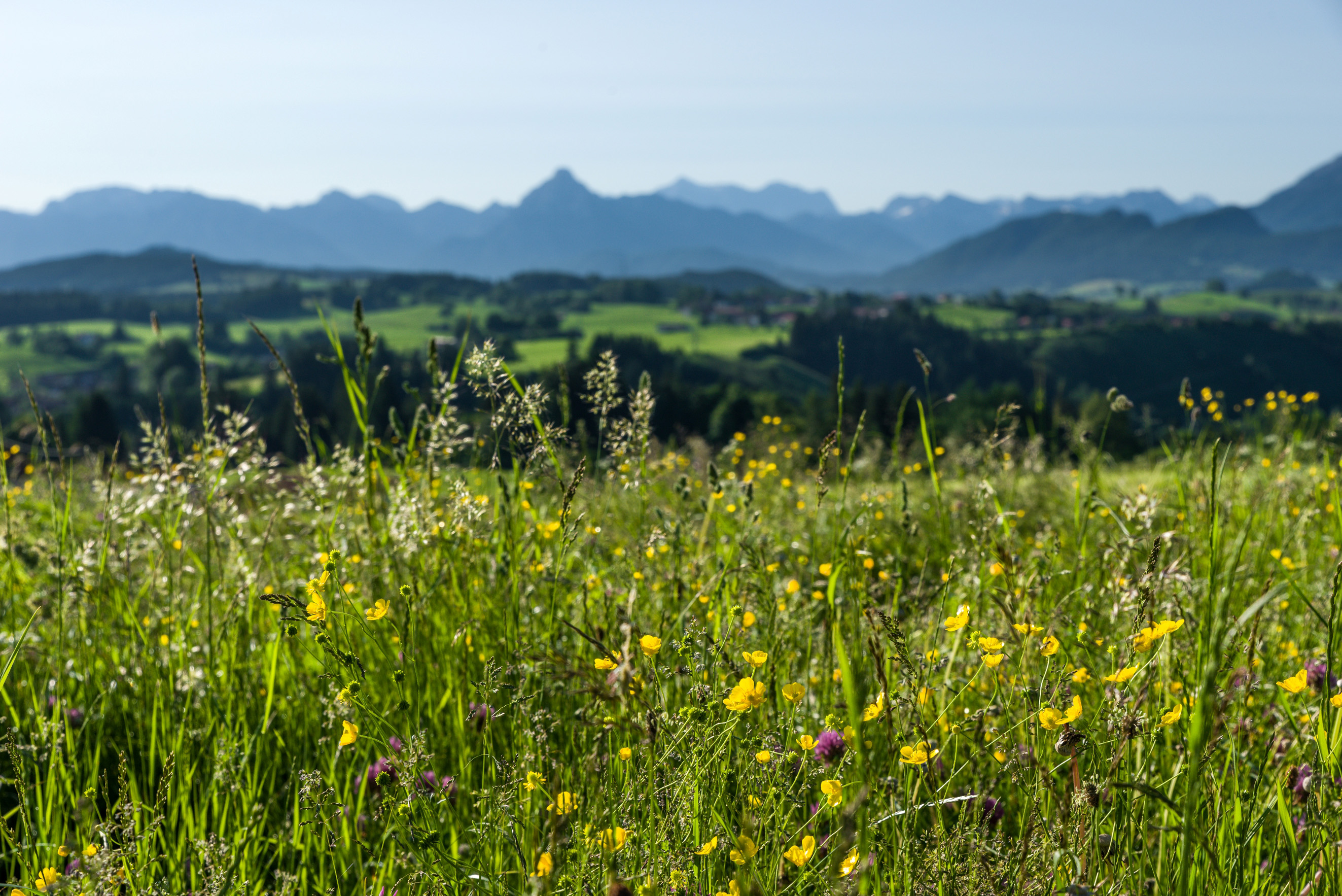 Oy-Mittelberg auf dem Weg zum Duftort: Kräuter, Kaffee und Käse