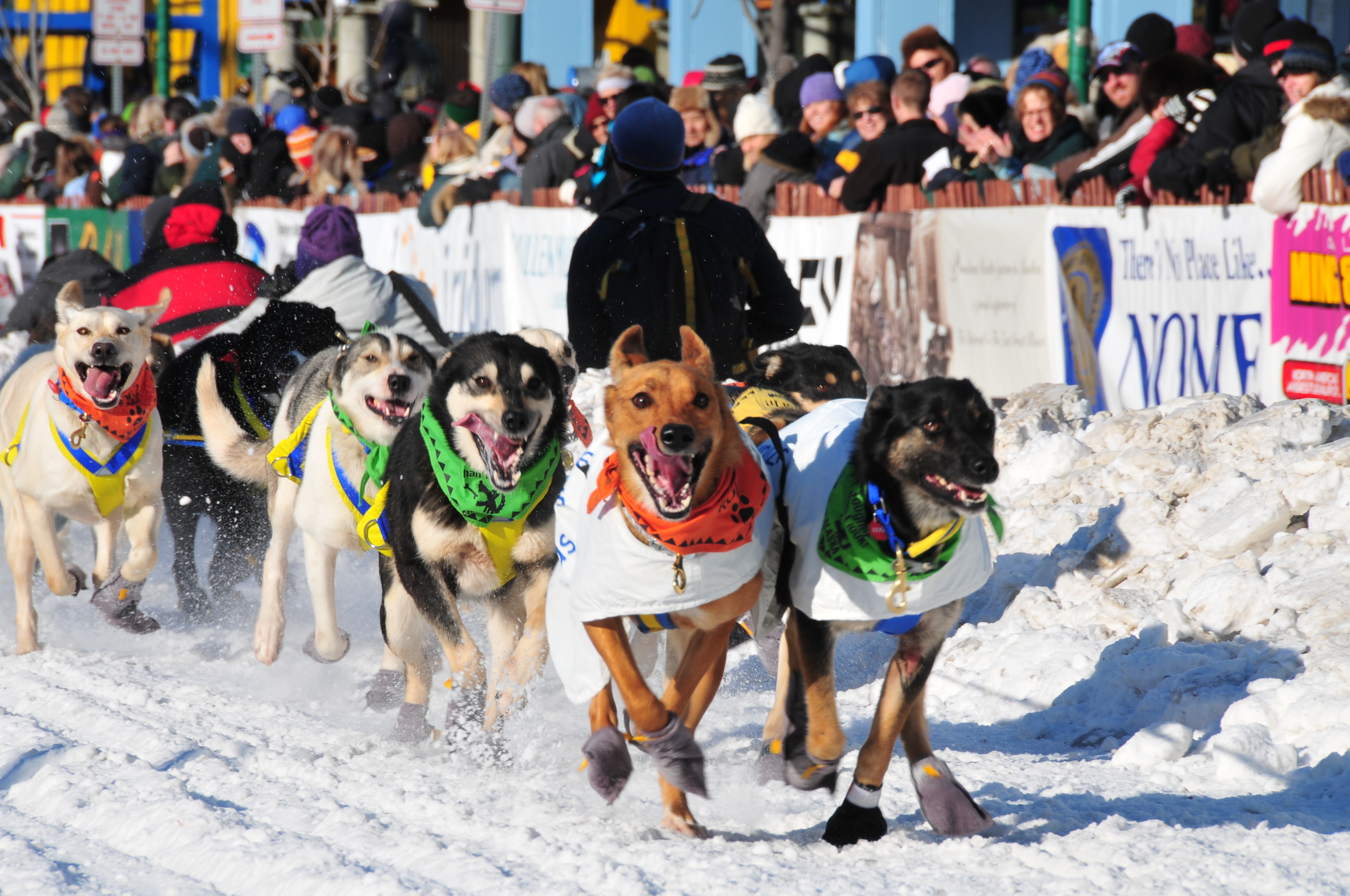 Der Iditarod - ein Fest für alle <br> Foto:  Rebecca Coolidge