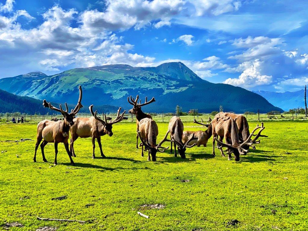 Elche im Alaska Wildlife Conservation Center Foto: Nicole Geils/AWCC