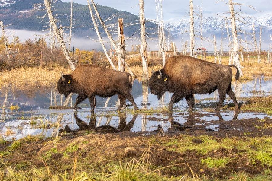 Bisons beim Herbstspaziergang <br> Foto: Doug Lindstrand/AWCC